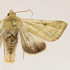  Helicoverpa pallida nihoaensis , adult male 
 